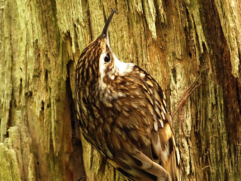 Closeup of two treecreepers on a tree