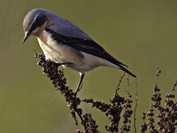 Male wheatear