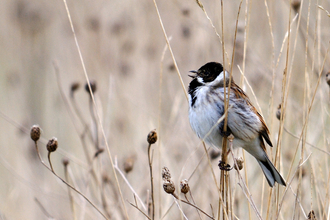 Reed Bunting