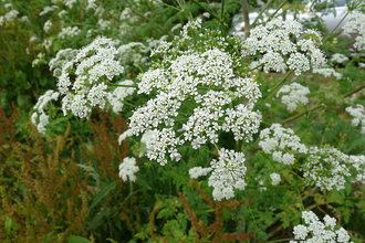 Hemlock