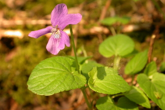 Marsh Violet
