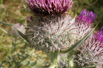 Woolly Thistle