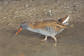 Water Rail