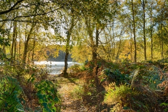 Autumn at Holme Fen - Sarah Lambert