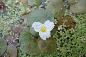 Frogbit