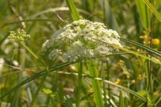 Greater Water Parsnip