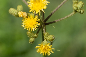 Marsh sow Thistle