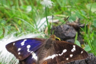 Purple Emperor