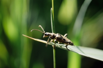 Longhorn Beetle