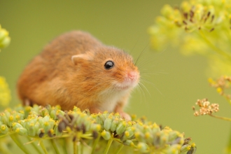 Harvest Mouse