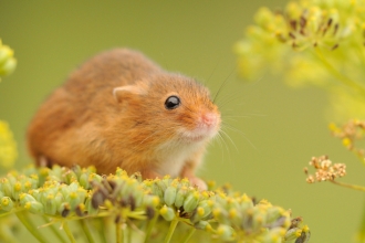 Harvest Mouse