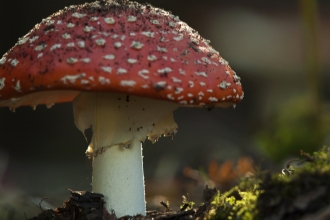 Fly Agaric Fungi in Woodland