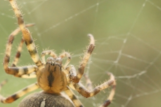 Garden Orb Spider 