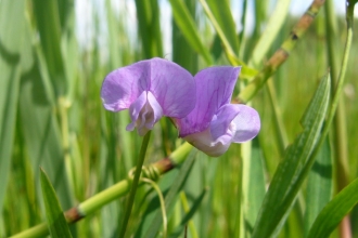 Marsh Pea