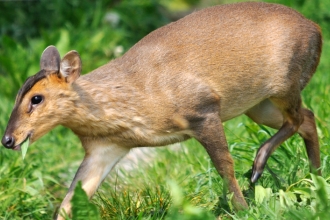 Muntjac 