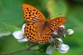 Silver-Washed Fritillary