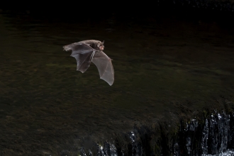 Daubenton's Bat flying over a weir