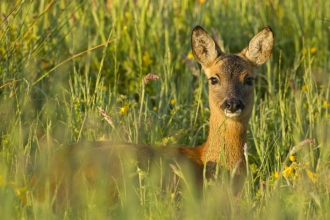 Roe Deer in summer meadow