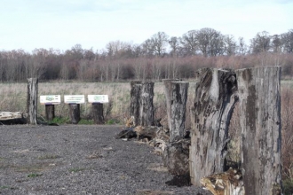 Bog oak at New Decoy