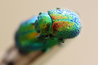 Tansy Beetle