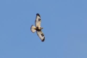 Rough-legged buzzard over Froghall 11 Nov 2018