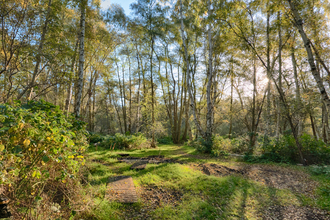 Holme Fen