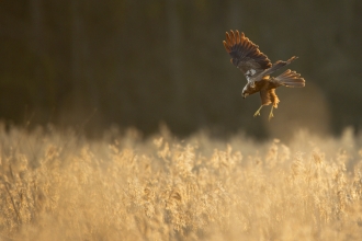 Marsh Harrier 