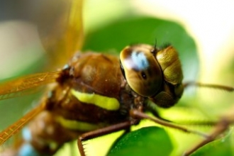 Brown Hawker Dragonfly credit: Paul Tinsley-Marshall