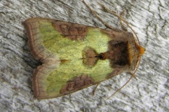 Burnished Brass Corneys 10 June 2016 credit: Henry Stanier