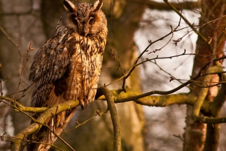 Long-eared Owl