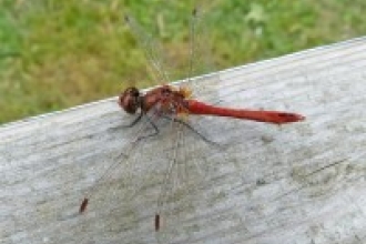 Ruddy Darter Rhymes Reed Bed credit: Henry Stanier