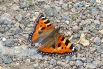 Small Tortoiseshell Rymes Reedbed credit: Henry Stanier