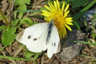 Small white (female) second brood credit: Henry Stanier