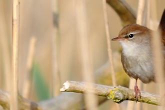 Cetti's Warbler