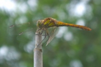 Common Darter credit: Barrie Galphin