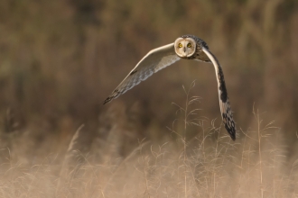 Short eared owl at the Great Fen