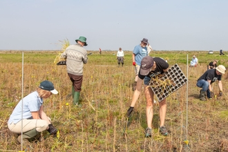 Huntingdonshire Local Group volunteers planting typha latifolia at Water Works