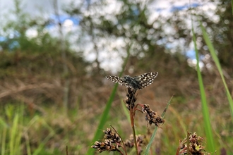 Grizzled skipper butterfly at Holme Fen