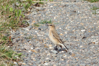 Wheatear by Henry Stanier