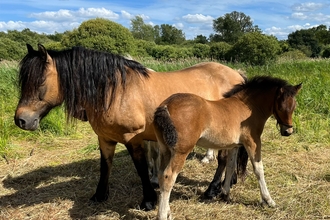 Brown pony with her foal