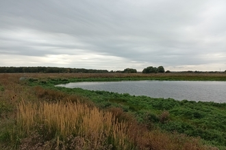 Landscape image of flat land with water and reed