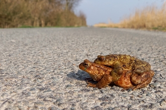Mating toads trying to cross the road by Henry Stanier