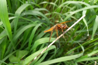 Scarce chaser by Henry Stanier
