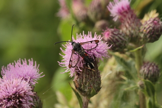 Red tipped clearwing moth by Henry Stanier