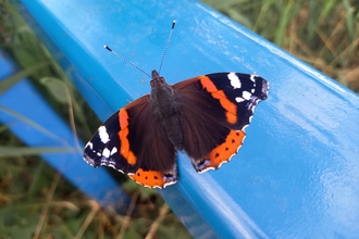 Close up of a red admiral at New Decoy 19 July 2023 by Henry Stanier