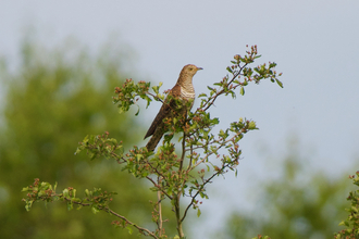 Female cuckoo rufous form at the Great Fen