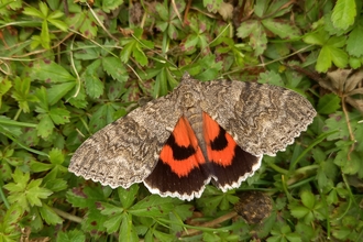 Red underwing by Henry Stanier
