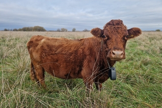 A brown Dexter cow looking to camera standing in a green field of long grass. They are wearing a Nofence tracker on a chain around their neck