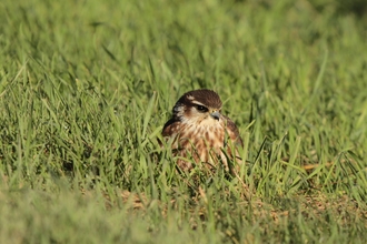 Merlin close-up by Henry Stanier