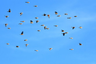 Flock of linnets at the Great Fen